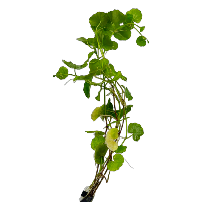 Brazilian Pennywort (Hydrocotyle leucocephala)