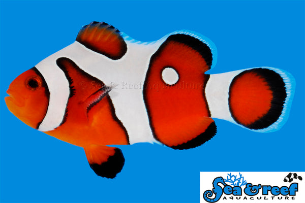 Sea & Reef - DaVinci Clownfish Grade A (Amphiprion ocellaris)