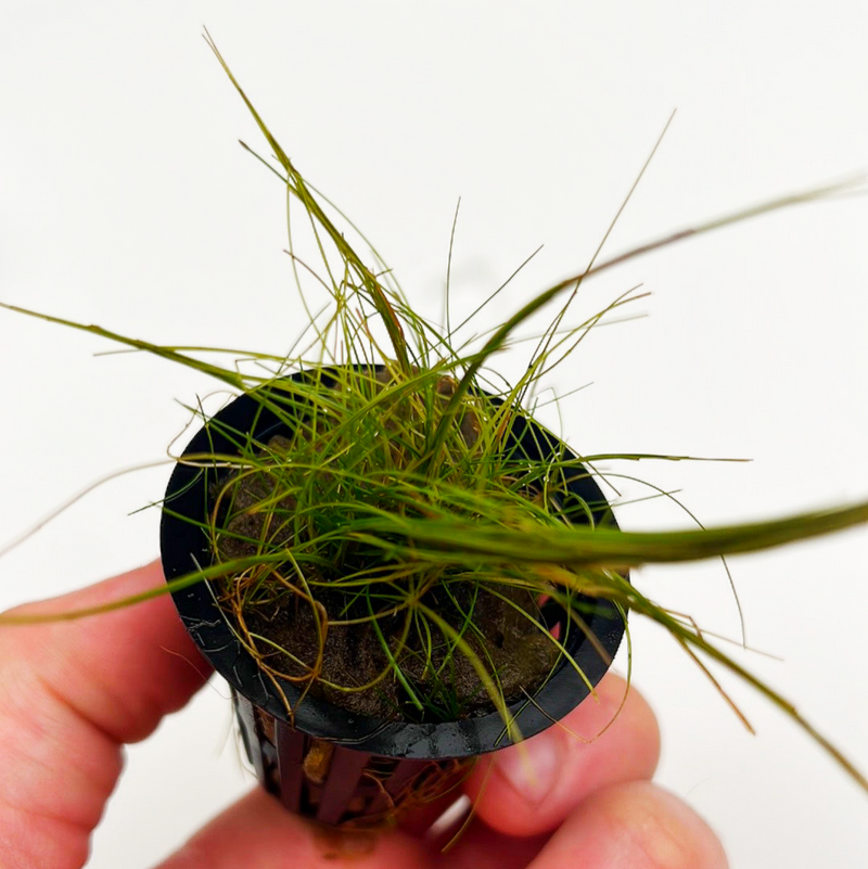 Dwarf Hairgrass (Eleocharis acicularis)