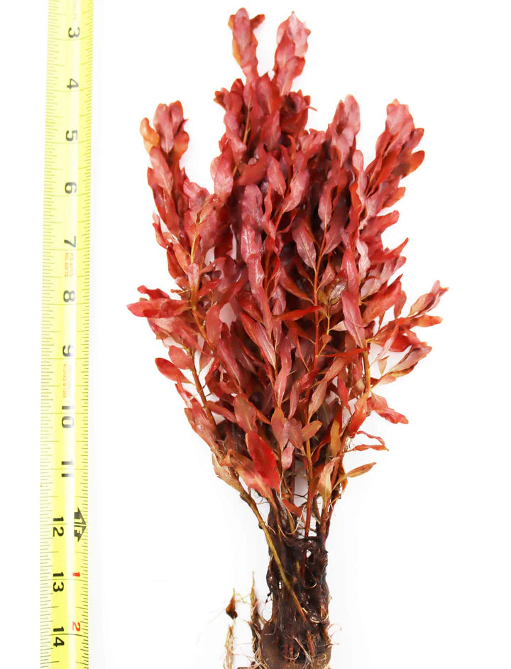 Red Cuban Ludwigia (Ludwigia inclinata "Red")