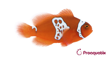 ProA - Lightning Maroon Clownfish (Premnas biaculeatus)