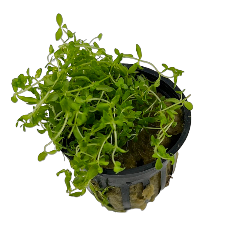 Micranthemum micranthemoides (Pearlweed)