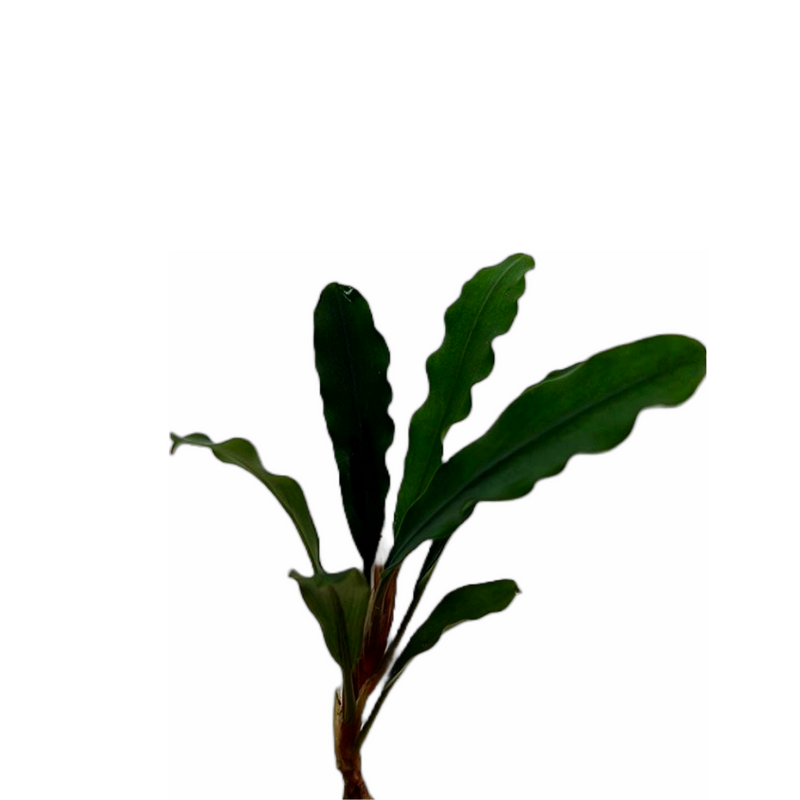 Buce Kedagang (Bucephalandra kedagang sp. "Green Long")