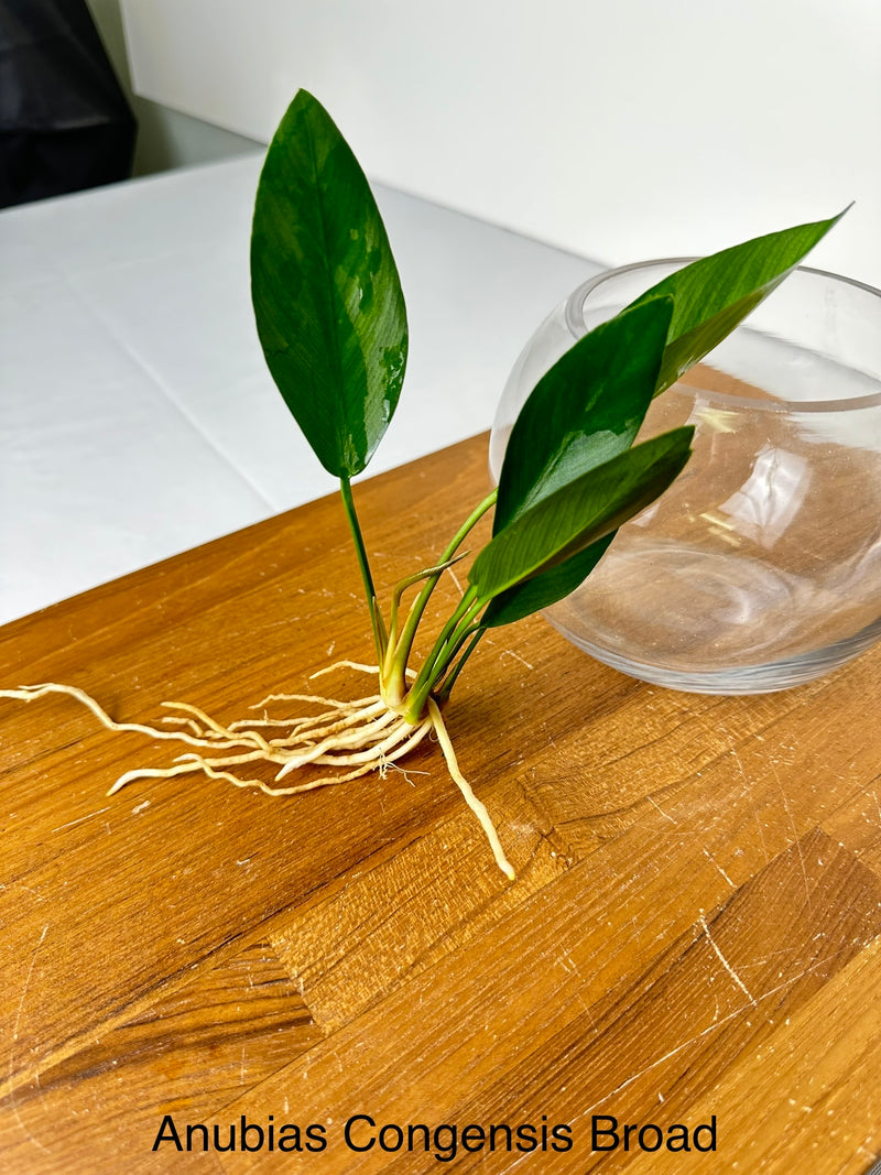 Broad Anubias Congensis (Anubias congensis sp. "Broad")