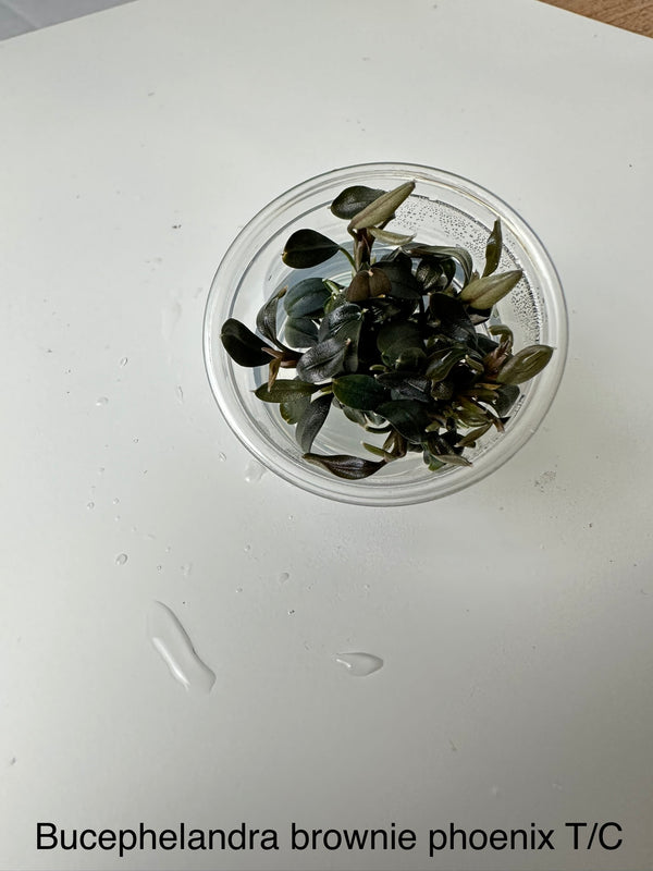 Bucephalandra sp. "Brownie Phoenix" -Tissue Culture