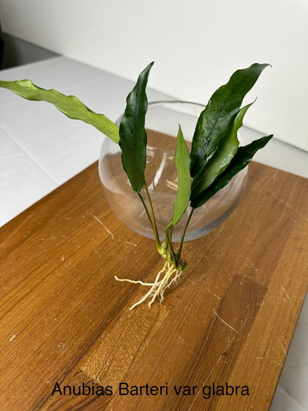 Anubias Minima (Anubias barteri var. galabra)