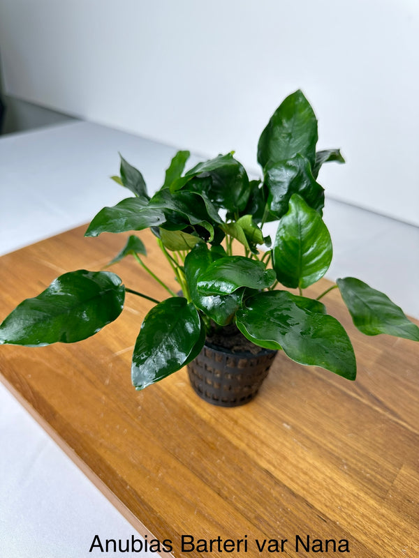 Anubias Nana (Anubias barteri var. "nana")