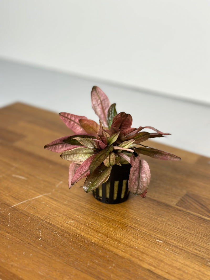 Cryptocoryne Wendtii " Pink Flamingo"