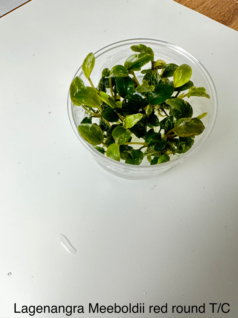 Lagenandra meeboldii sp. "Red Round" -Tissue Culture