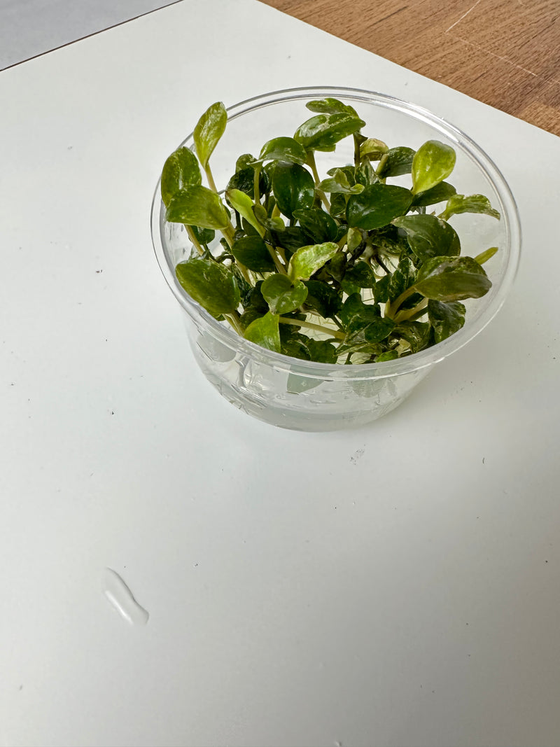 Lagenandra meeboldii sp. "Red Round" -Tissue Culture