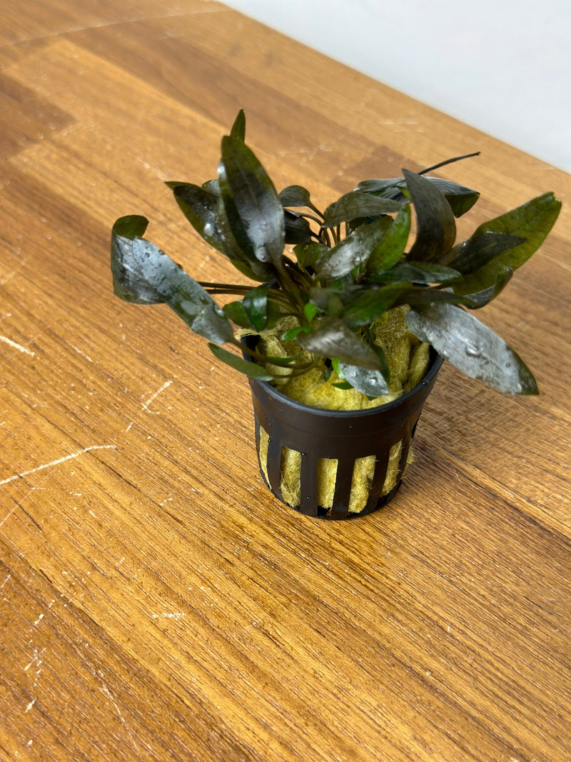 Cryptocoryne Wendtii "Brown" (indo)