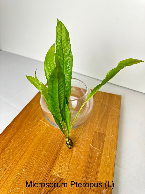 Java Fern (Microsorium pteropus)