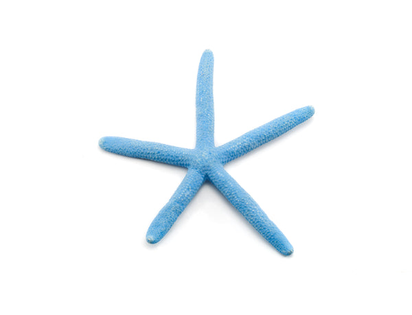 Blue Linkia Starfish