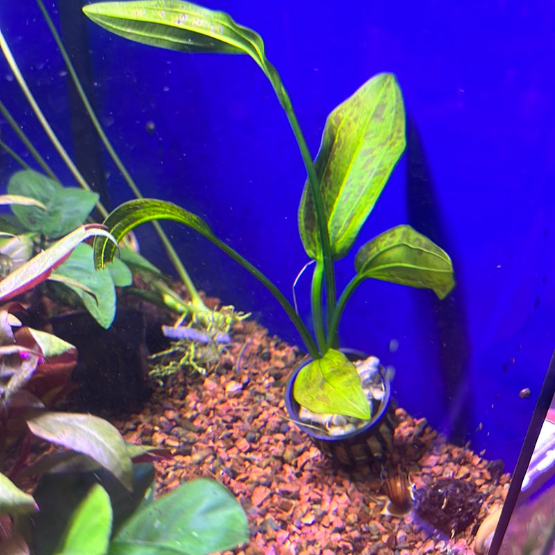 Burhead Amazon Sword (Echinodorus decumbens)
