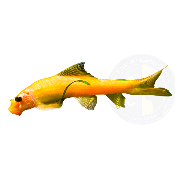 Golden Chinese Algae Eater