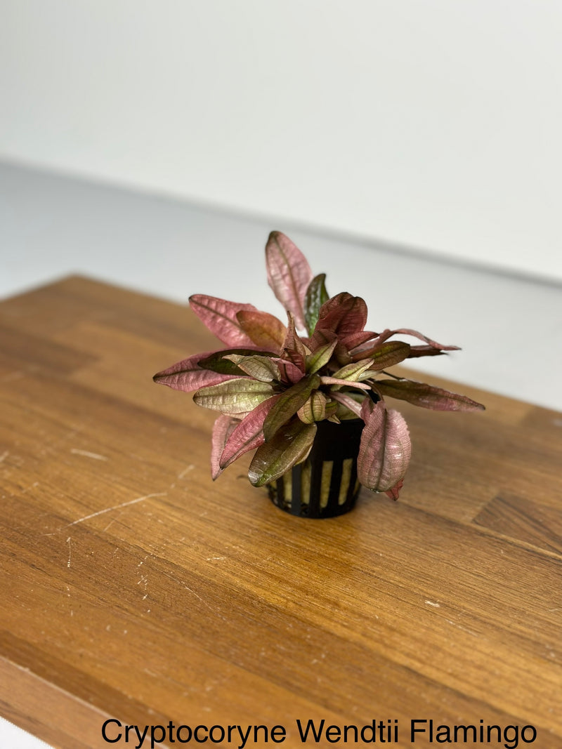 Cryptocoryne Wendtii " Pink Flamingo"