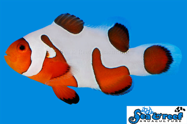Sea & Reef - DaVinci B Ocellaris (Amphiprion ocellaris)