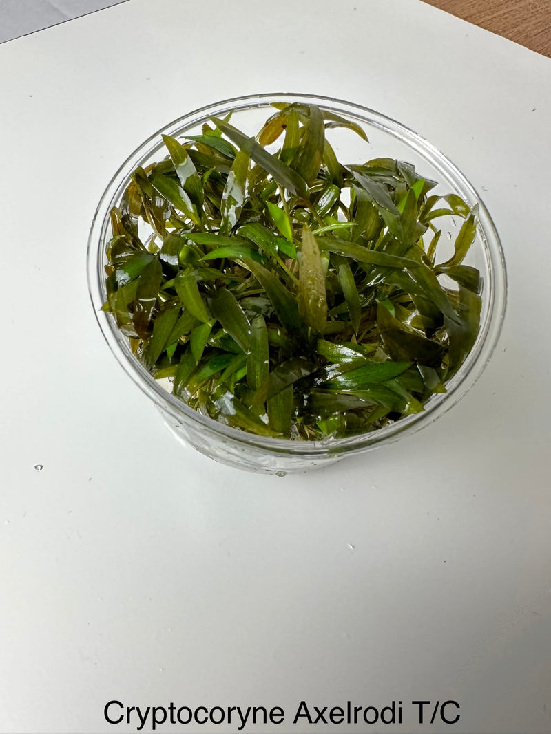 Cryptocoryne axelrodi -Tissue Culture