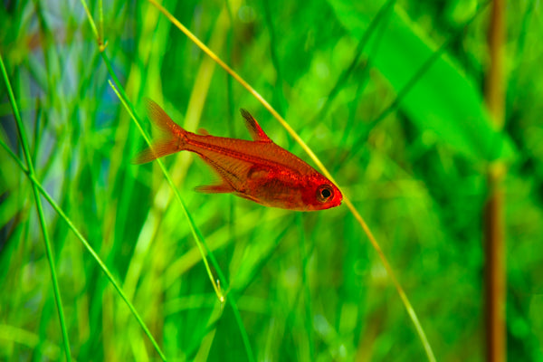 Ember Tetra (Hyphessobrycon amandae)