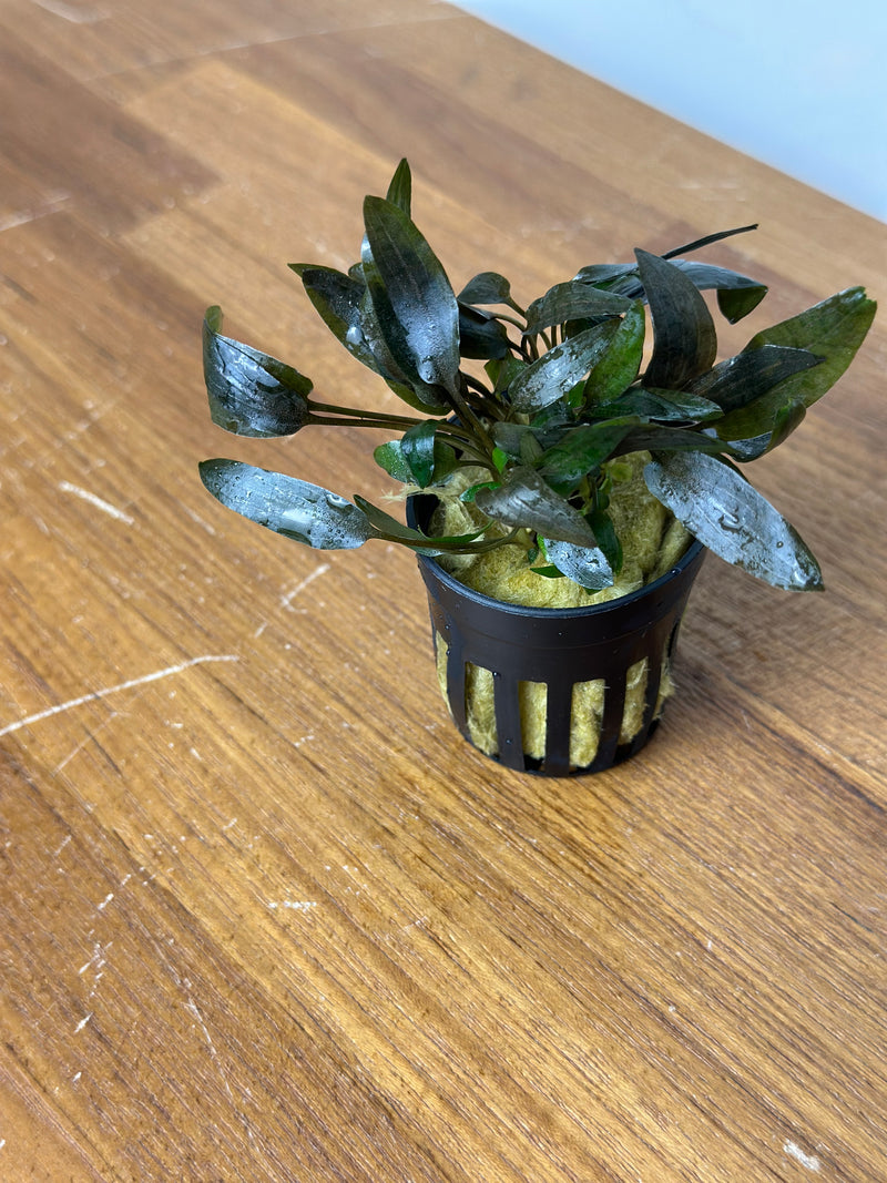 Cryptocoryne Wendtii "Brown" (indo)