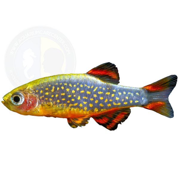 Galaxy Rasbora (Microrasbora sp. 'Galaxy')-Celestial Pearl Danio