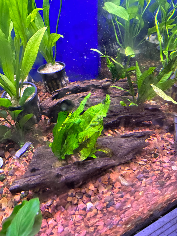 Java Fern on Wood