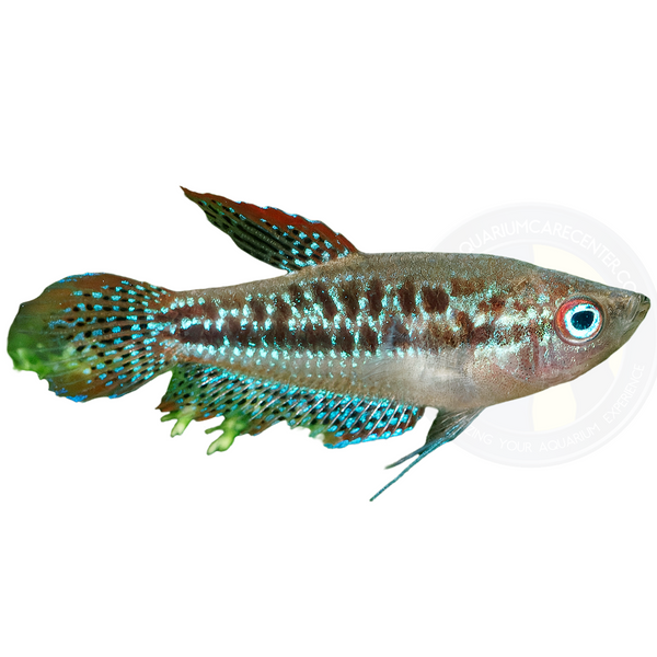 Sparkling Gourami (Trichopsis pumila)