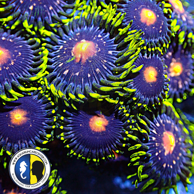 AQUACULTURED ZOA 9