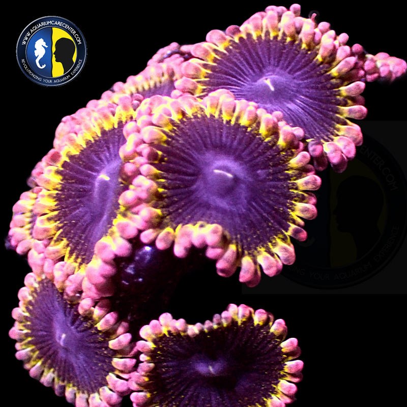 AQUACULTURED ZOA 3