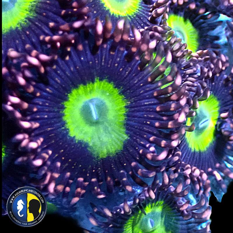 AQUACULTURED ZOA 4