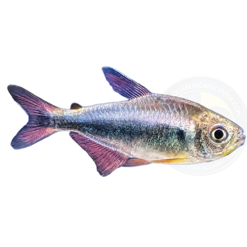 Bleeding Blue Tetra (Hyphessobrycon margitae)