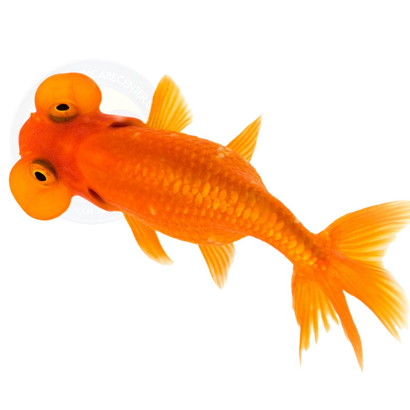 Bubble- Eye Goldfish