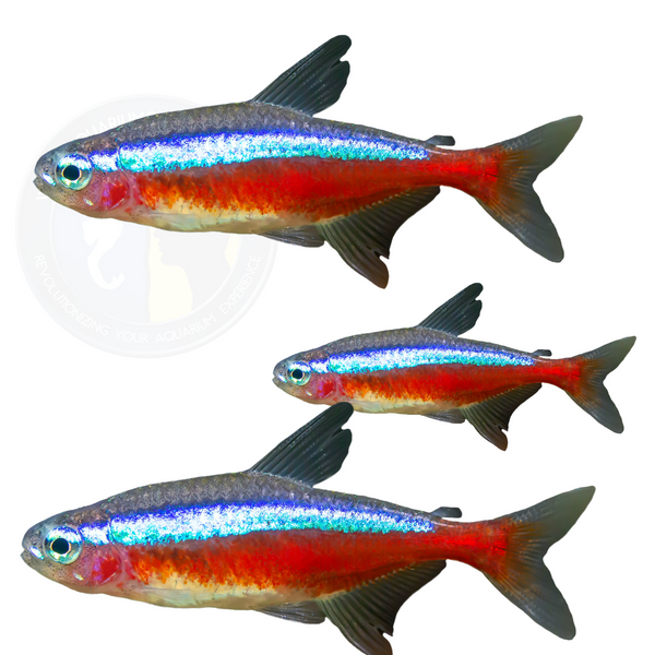 Cardinal Tetra (Paracheirodon axelrodi)