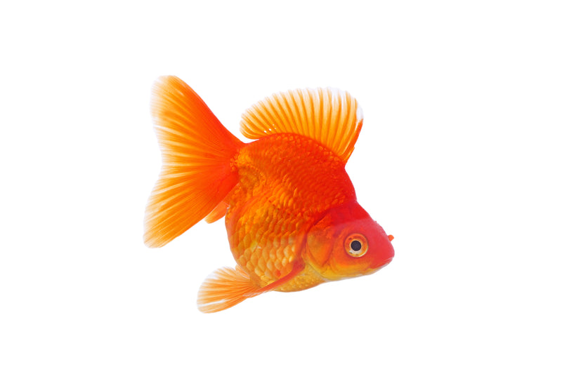 Ryukin Goldfish