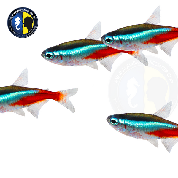 Neon Tetra (Paracheirodon innesi)