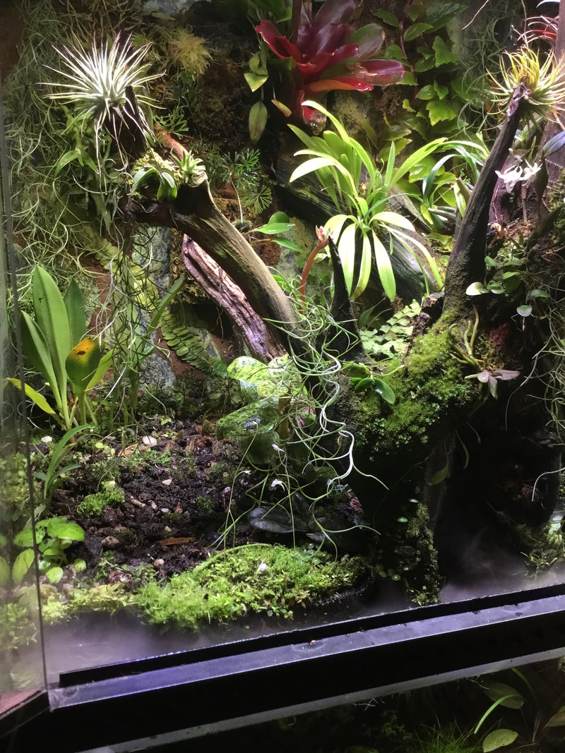 Paludarium Project