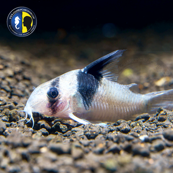 Panda Corydora (Corydoras panda)