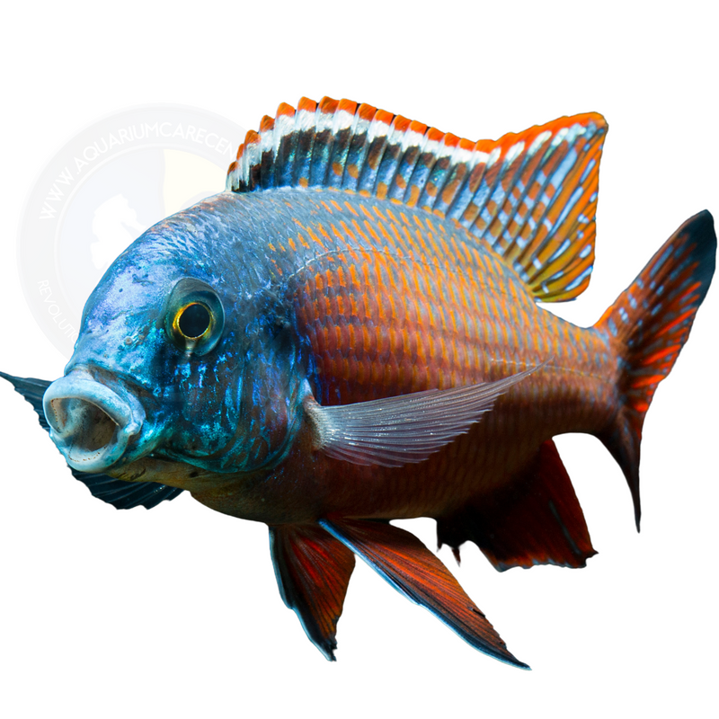 Red Empress Cichlid