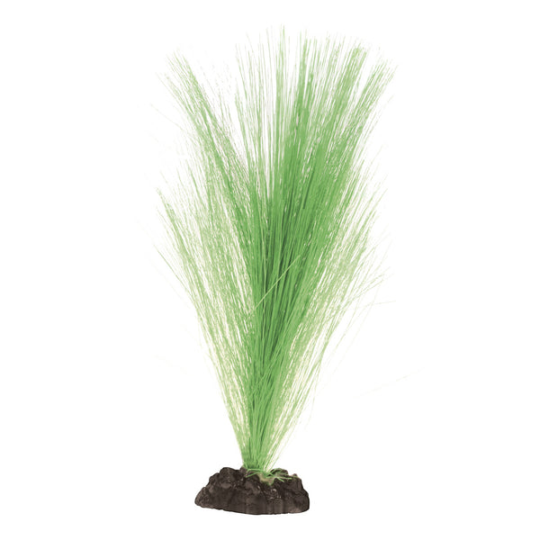 Silk Hairgrass