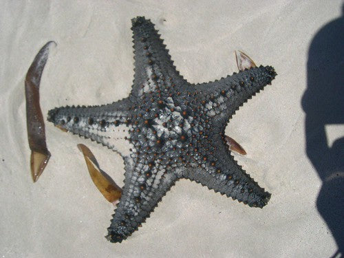 Green/Yellow Knob Starfish