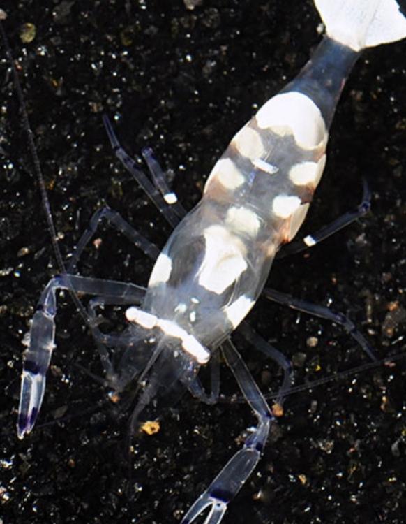 Glass Anemone Shrimp