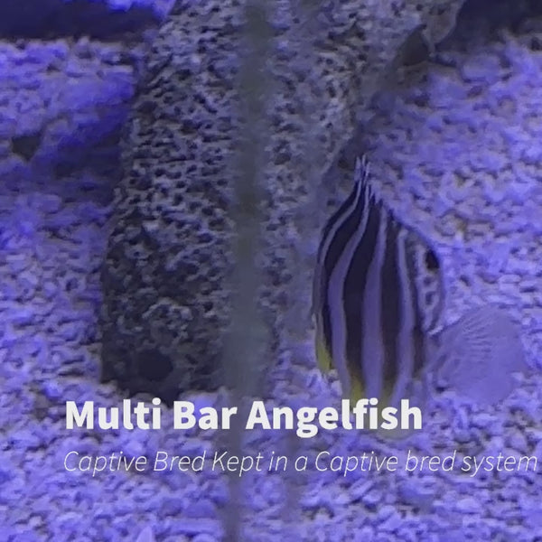Multi Bar Angelfish (Paracentropyge Multifasciata) Captive Bred Bali