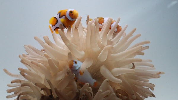 Bali Aquaculture-WYSIWYG Helmet Picasso Clownfish Pair WYSIWYG  (Amphorion Percula)