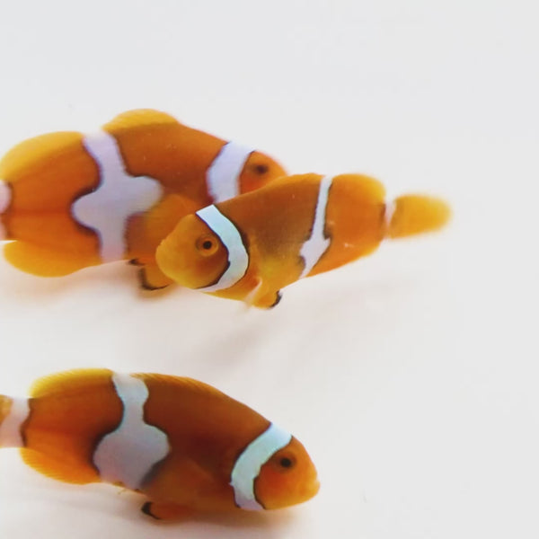 Bali Aquaculture-Edge Black True Percula Clown (Apmhiprion Percula)