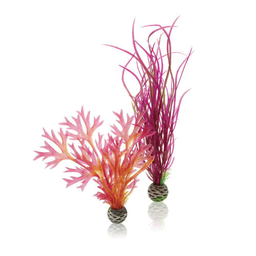 biOrb Plant Set medium red & pink