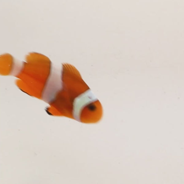 Bali Aquaculture-Perucla Clownfish (Amphorion Percula)