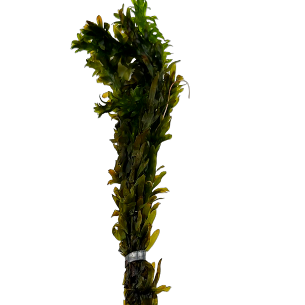 Anacharis (Egeria densa)