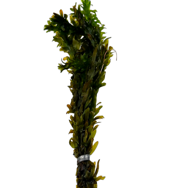 Anacharis (Egeria densa)