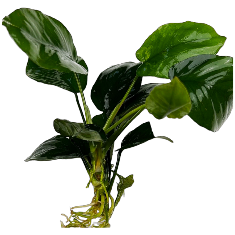 Anubias Barteri (Anubias barteri)