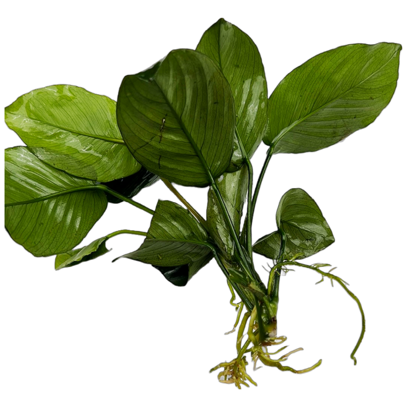 Anubias Barteri (Anubias barteri)
